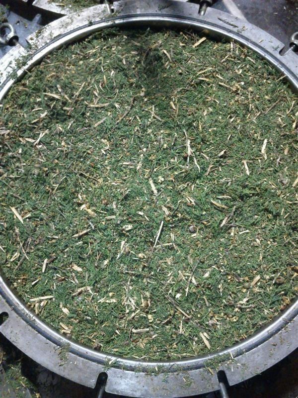 Ciprés de hoja perenne — photo 4