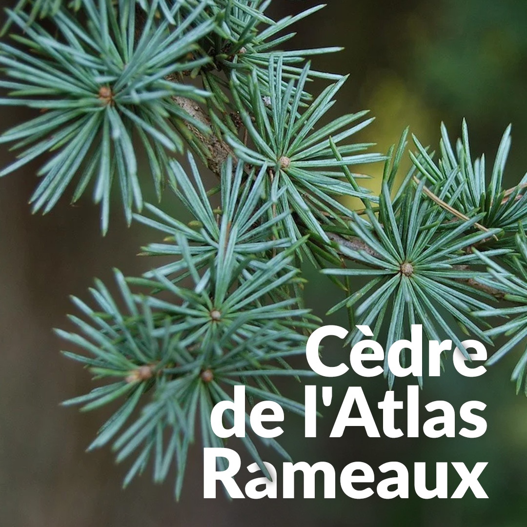Atlas Cedro