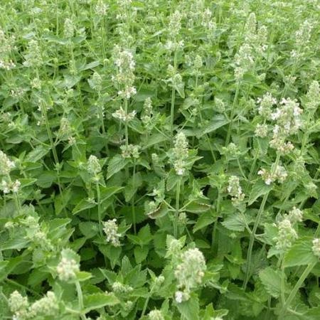 Menta gatuna de limón — photo 2
