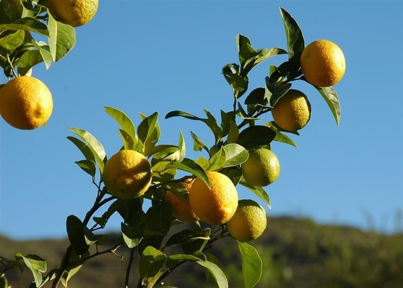 Limón — photo 2