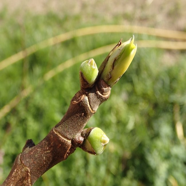 Higuera (brote) — photo 2