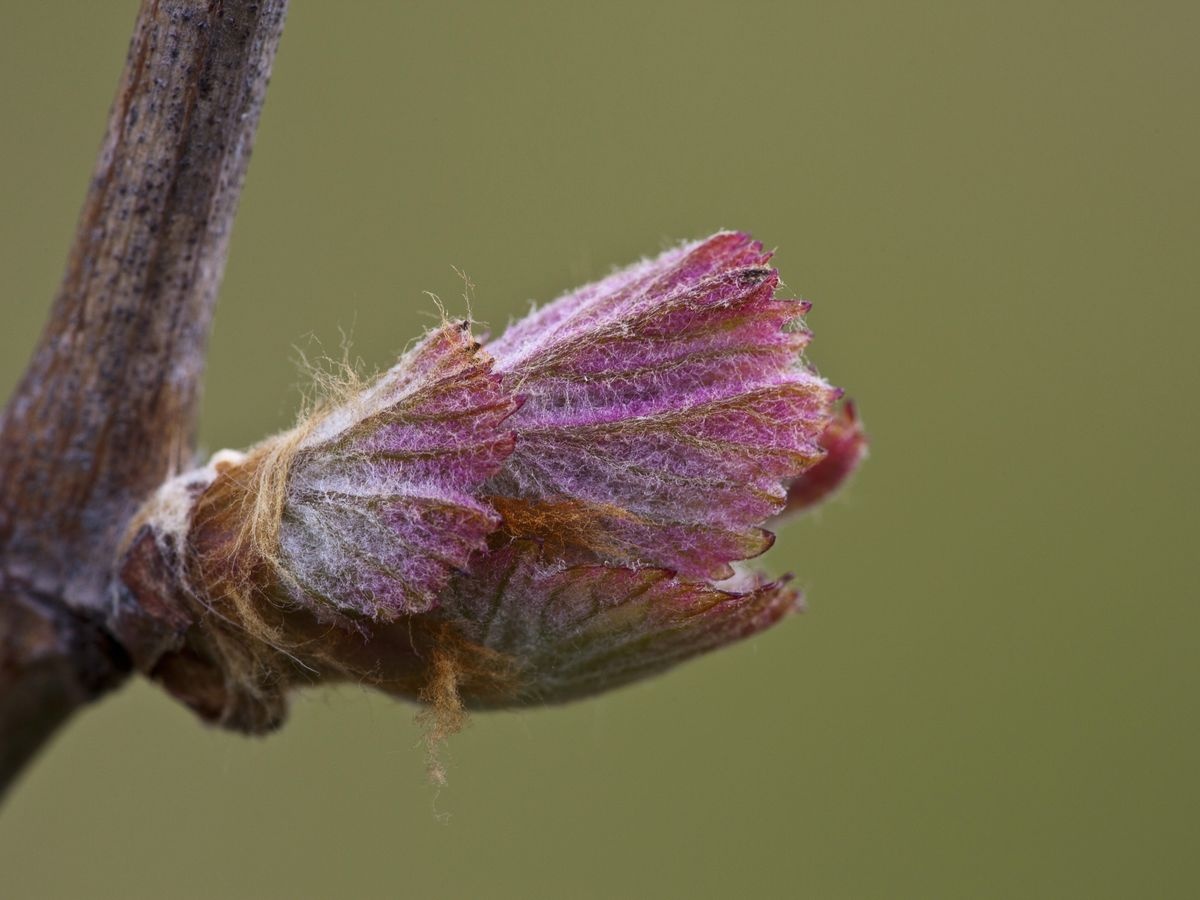Vid roja (brote) — photo 2