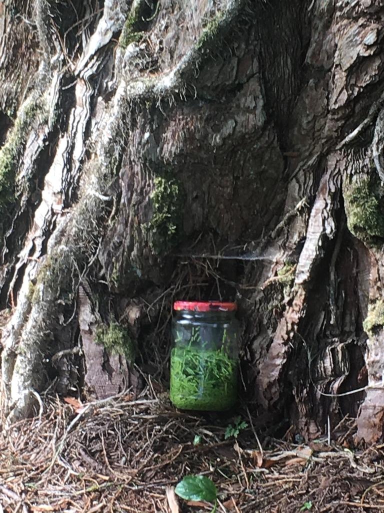 Decouvrez la distillation Macerado de brotes de secuoya 100% ecológico y artesanal