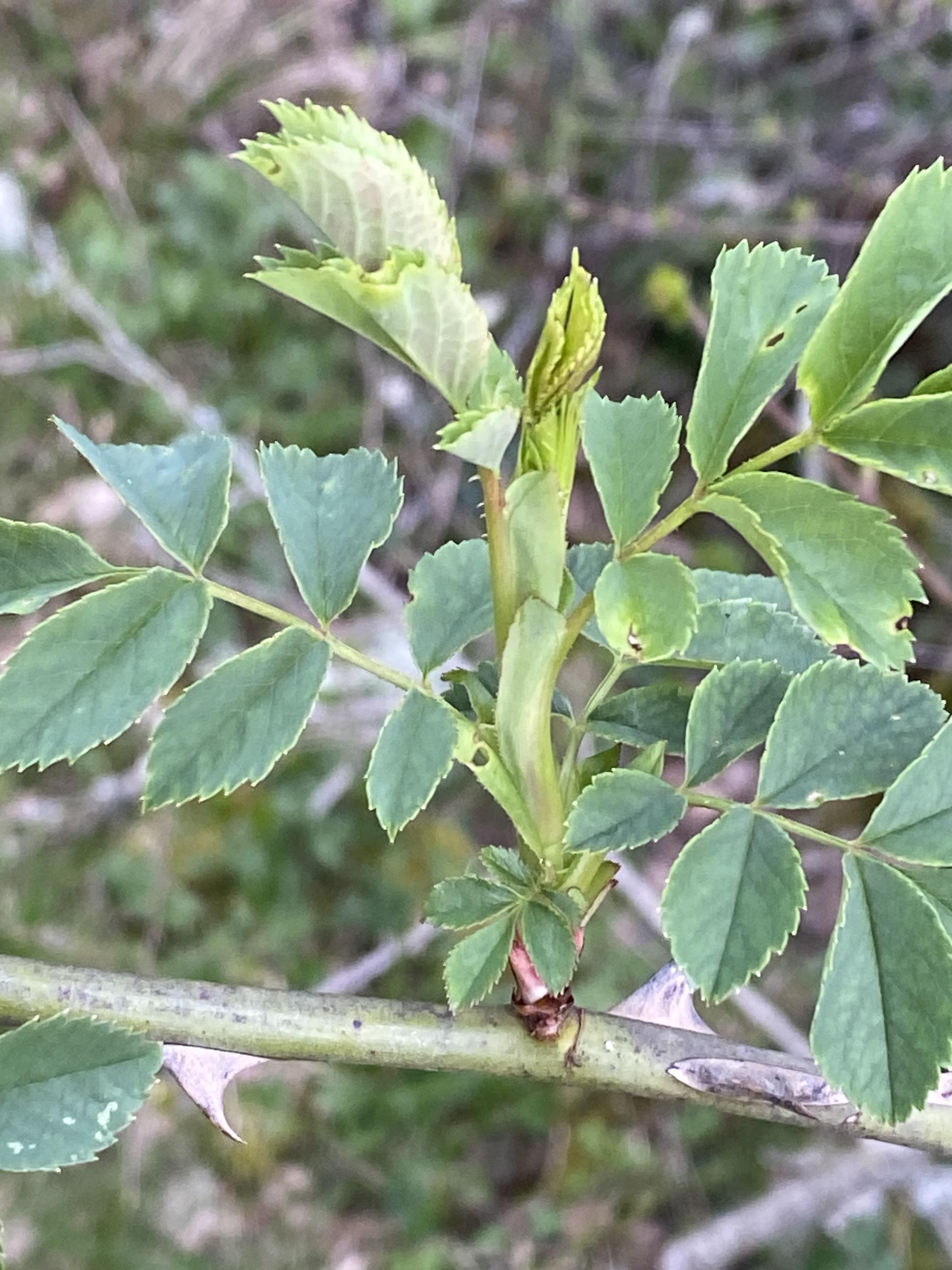Decouvrez la distillation Macerado de brotes de rosa mosqueta 100% ecológico y artesanal