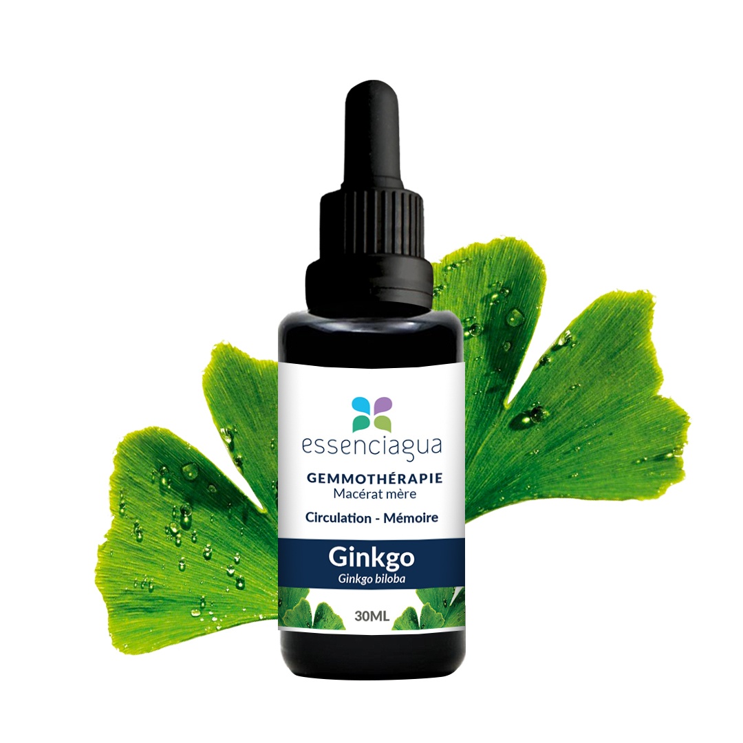 Macerado de yemas de Ginkgo 100% ecológico y artesanal