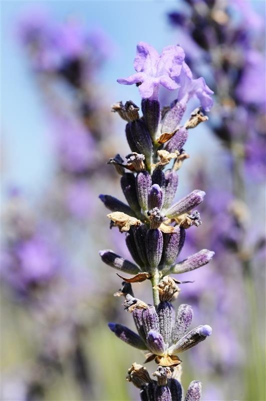 Causses lavanda fina — photo 2