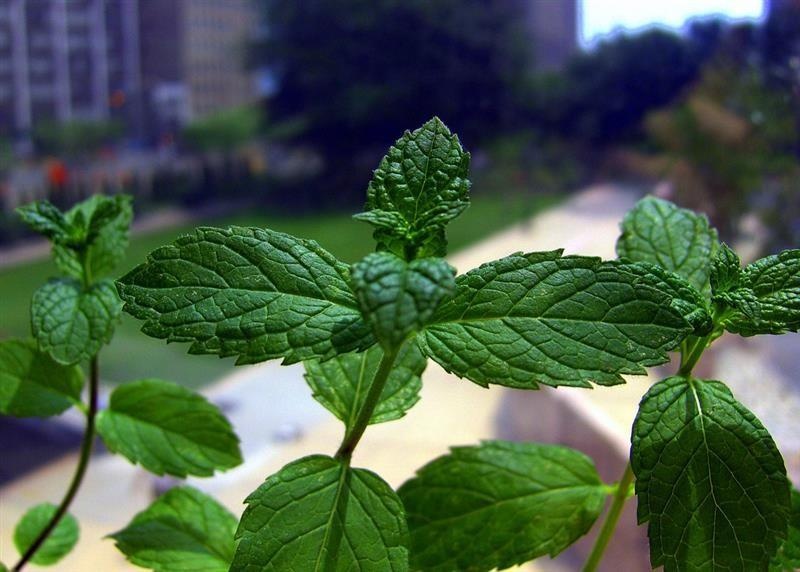 Menta — photo 2