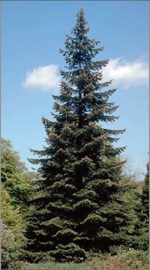 Abeto gigante — photo 2