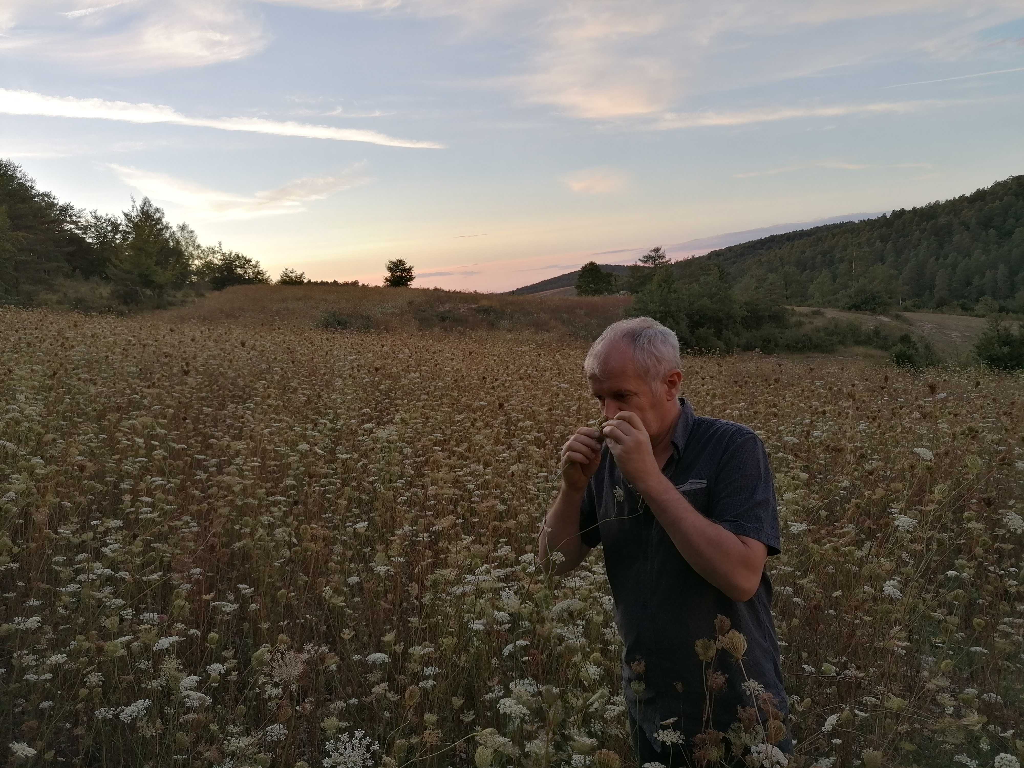 La destilación de Zanahoria silvestre