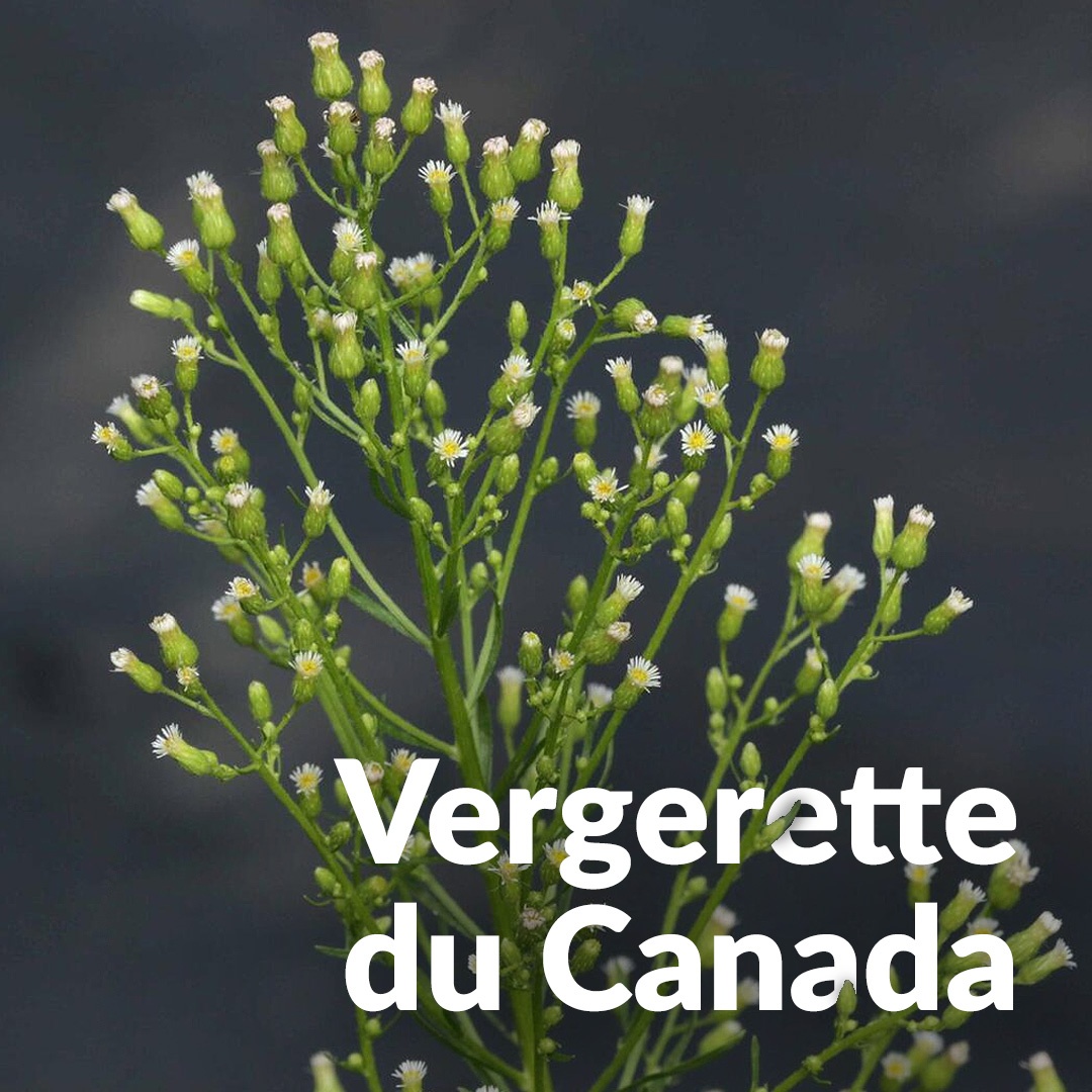Canadá fleabane
