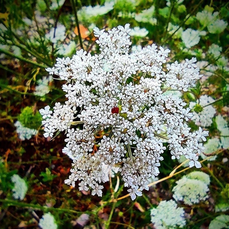 Zanahoria silvestre — photo 4