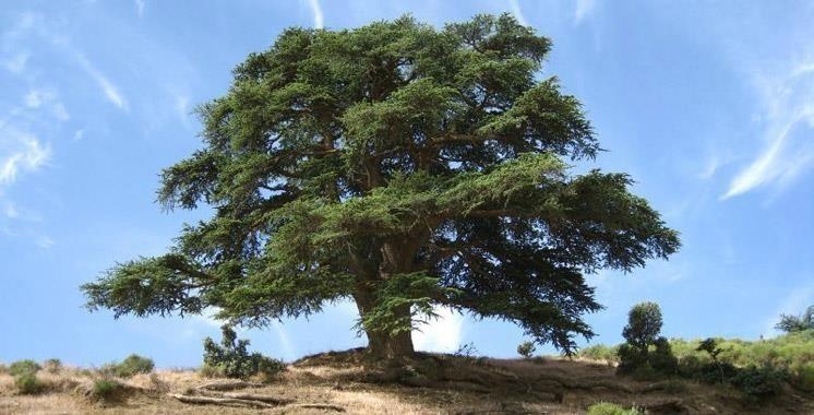 Cedro del Atlas (corteza) — photo 2