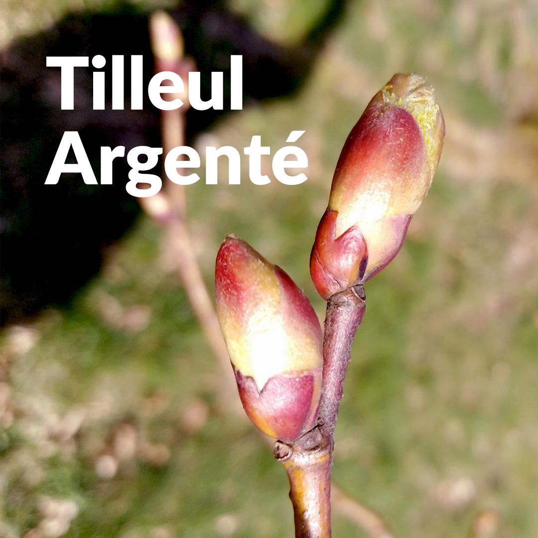 Tilo plateado (brote)