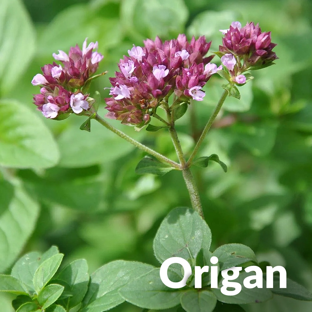 Orégano