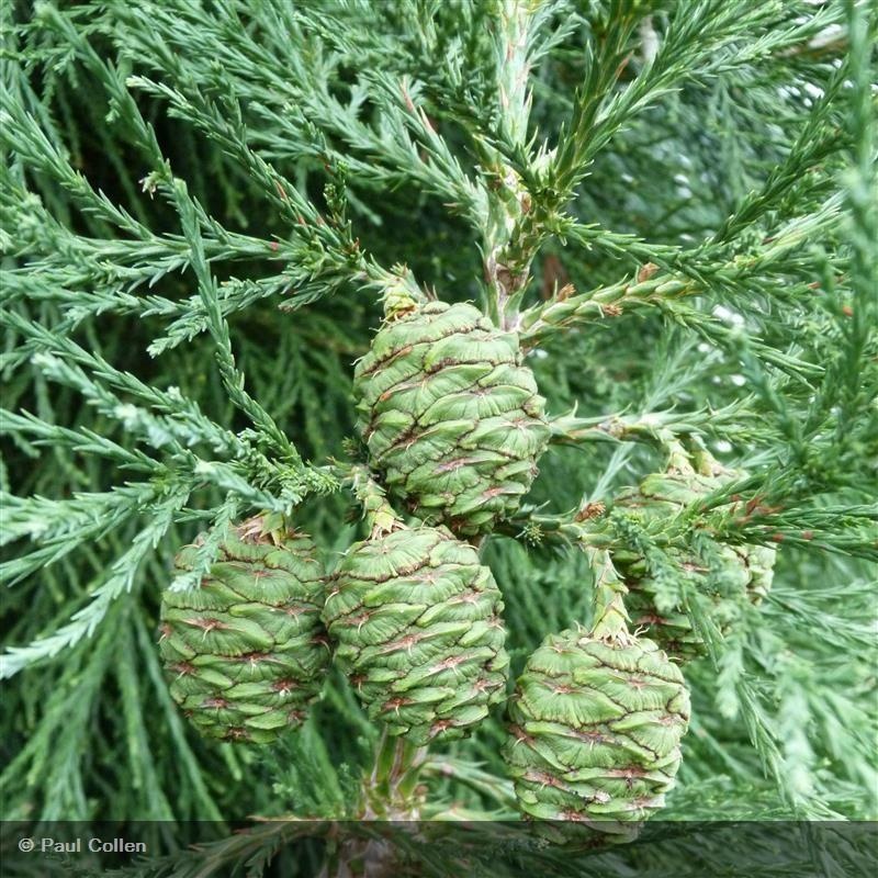 Secuoya gigante — photo 4