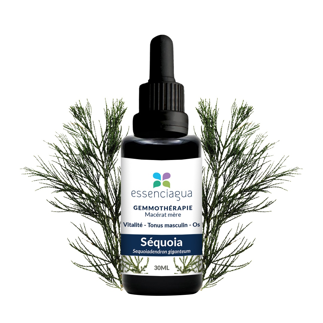 Macerado de brotes de secuoya 100% ecológico y artesanal