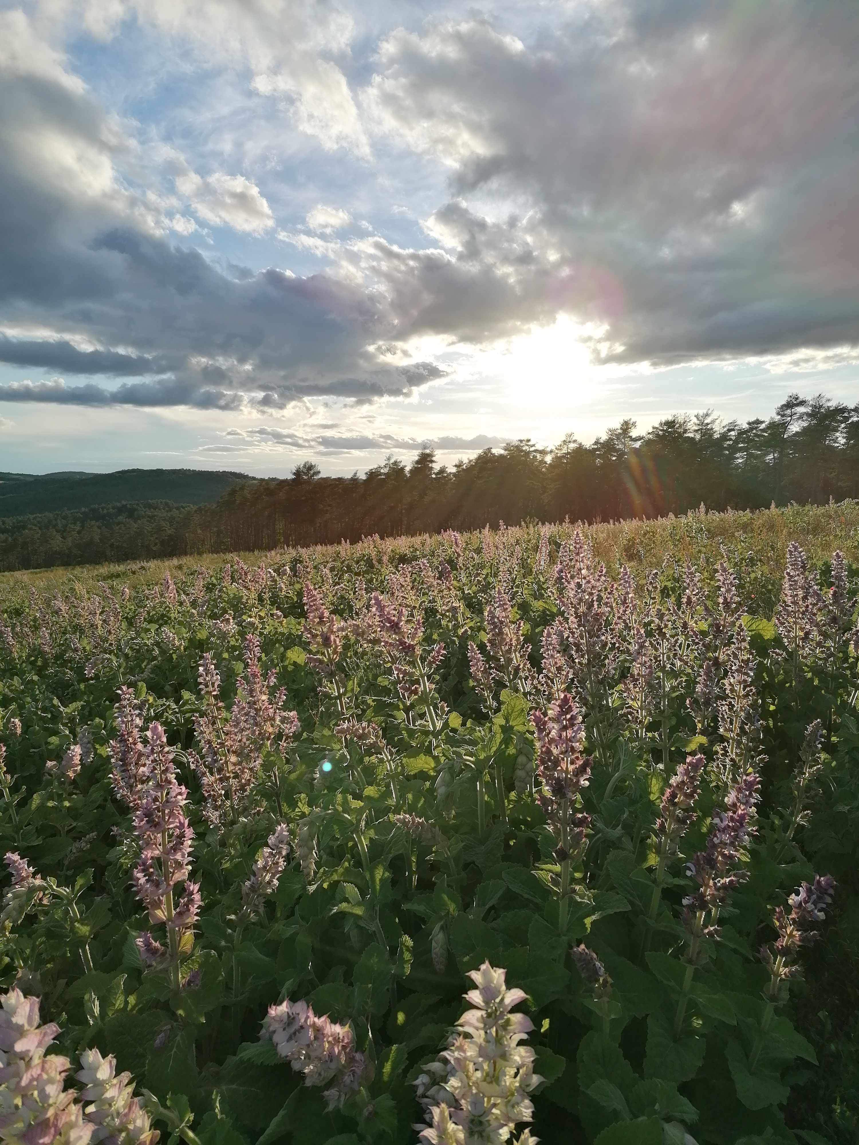 La destilación de Salvia sclarea