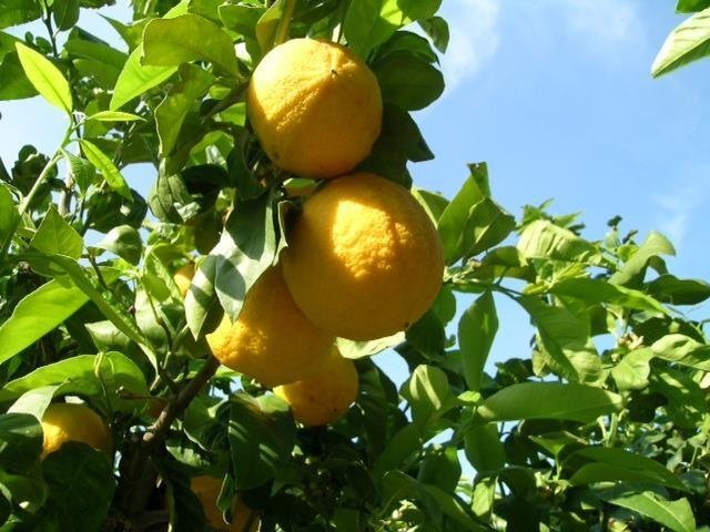 Bergamota de Calabria — photo 2