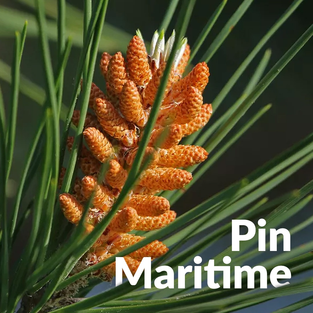 Pino marítimo