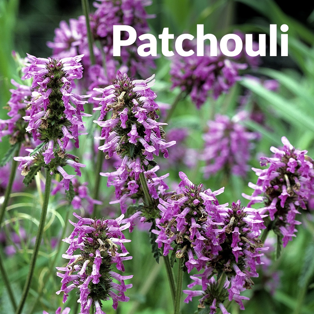 Pachulí