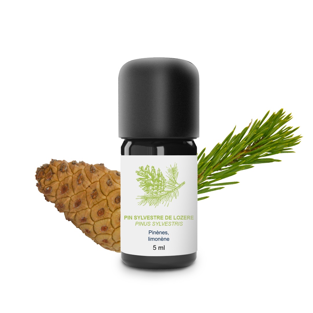 Aceite esencial de pino silvestre 100% ecológico y artesanal