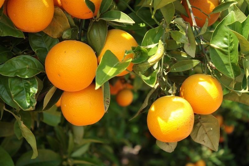Naranja dulce — photo 2