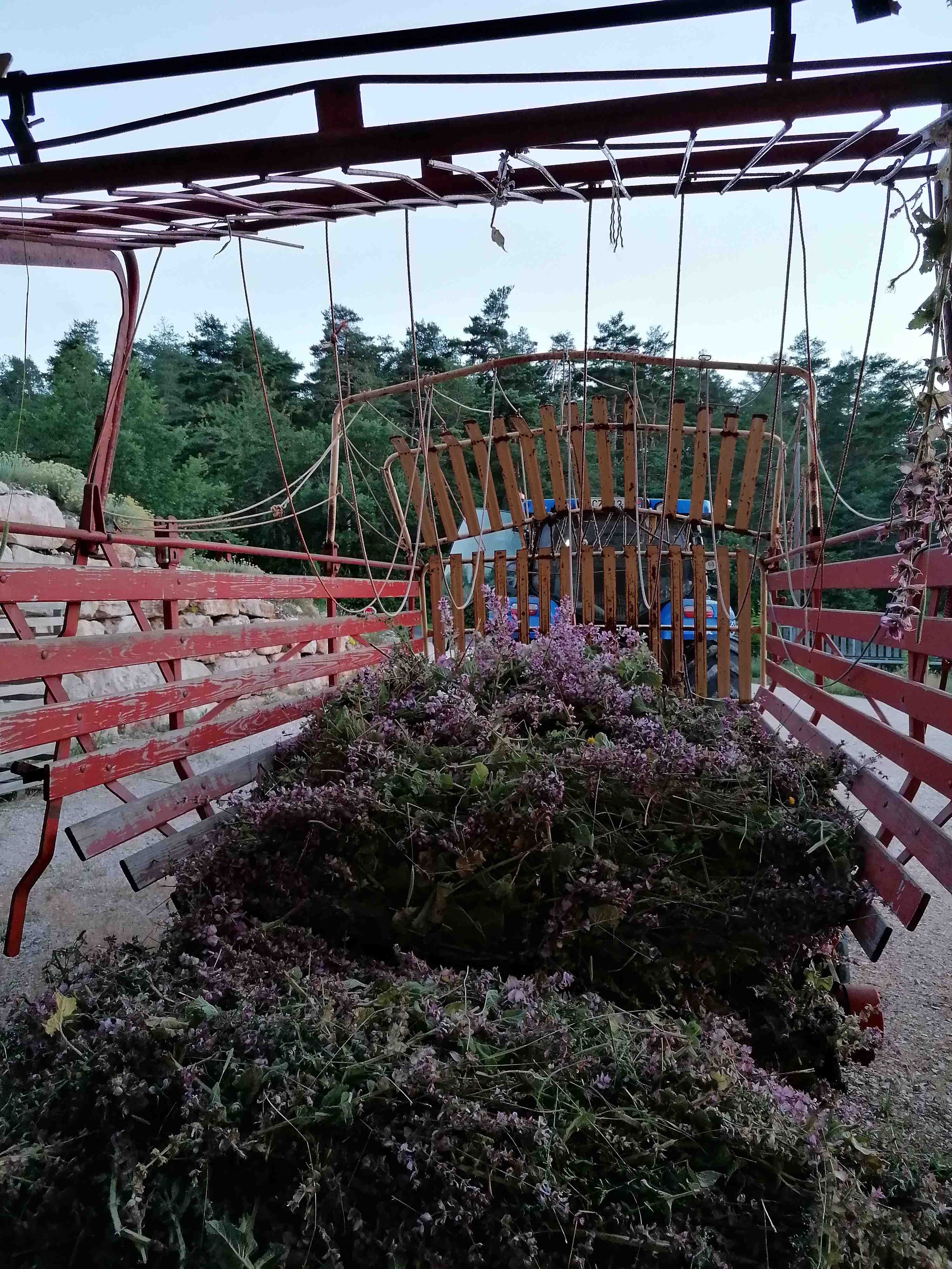 La destilación de Salvia sclarea