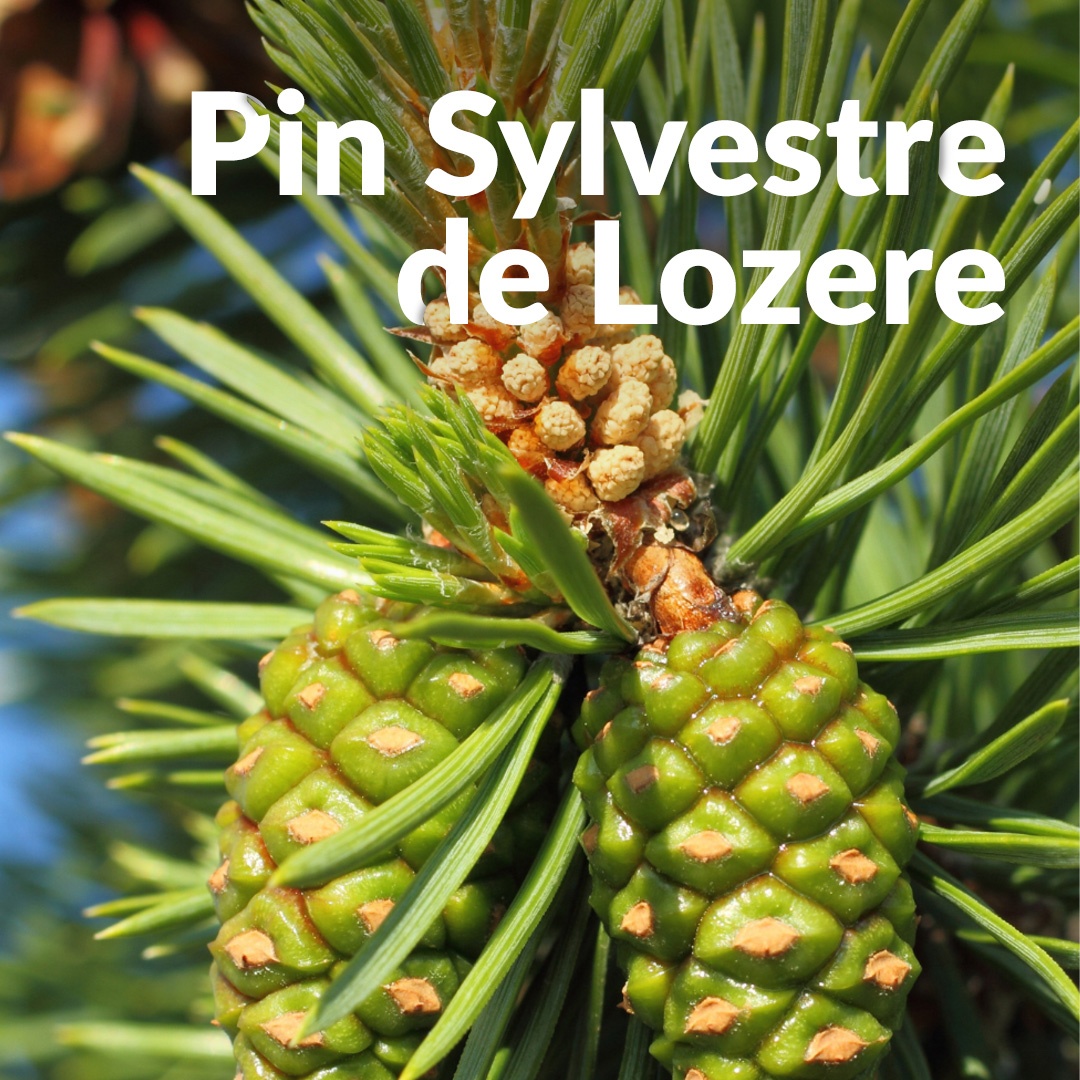 Pino silvestre