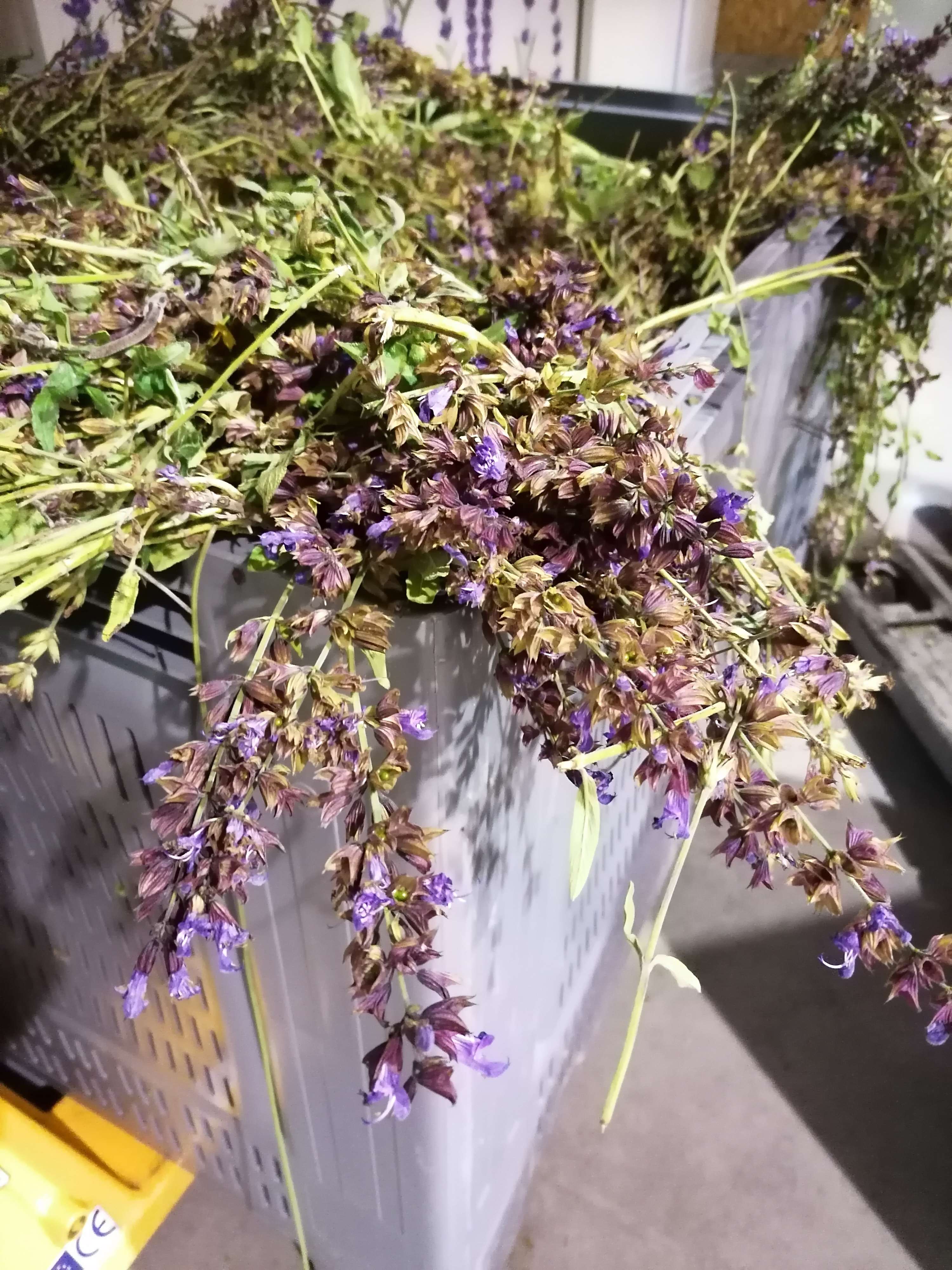 La destilación de Salvia común