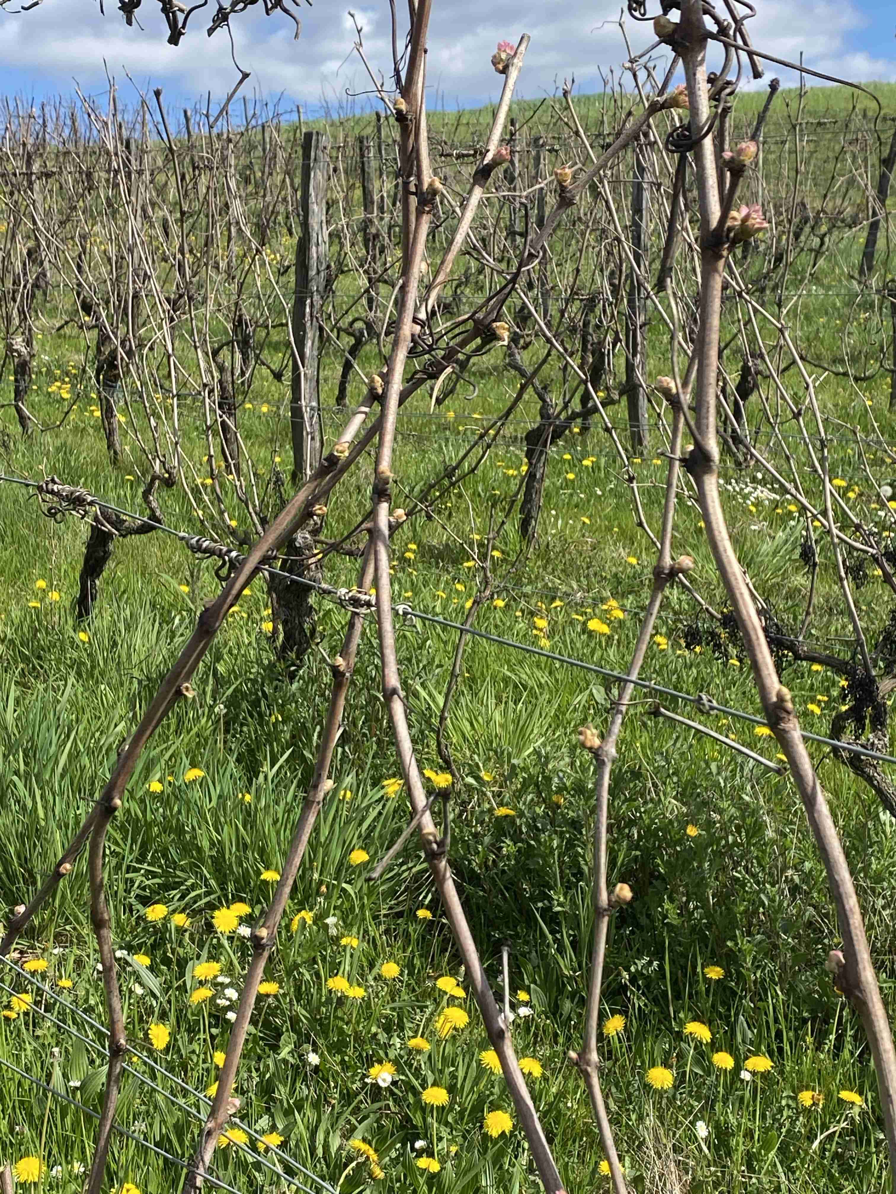 Decouvrez la distillation Macerado de brotes de vid roja 100% ecológico y artesanal