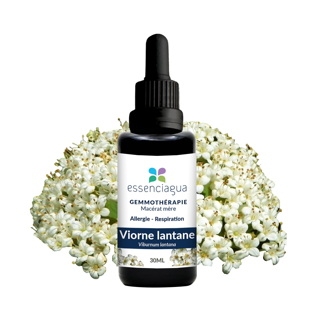 Viorne lantane macerado de yemas ecológico 100% ecológico y artesanal