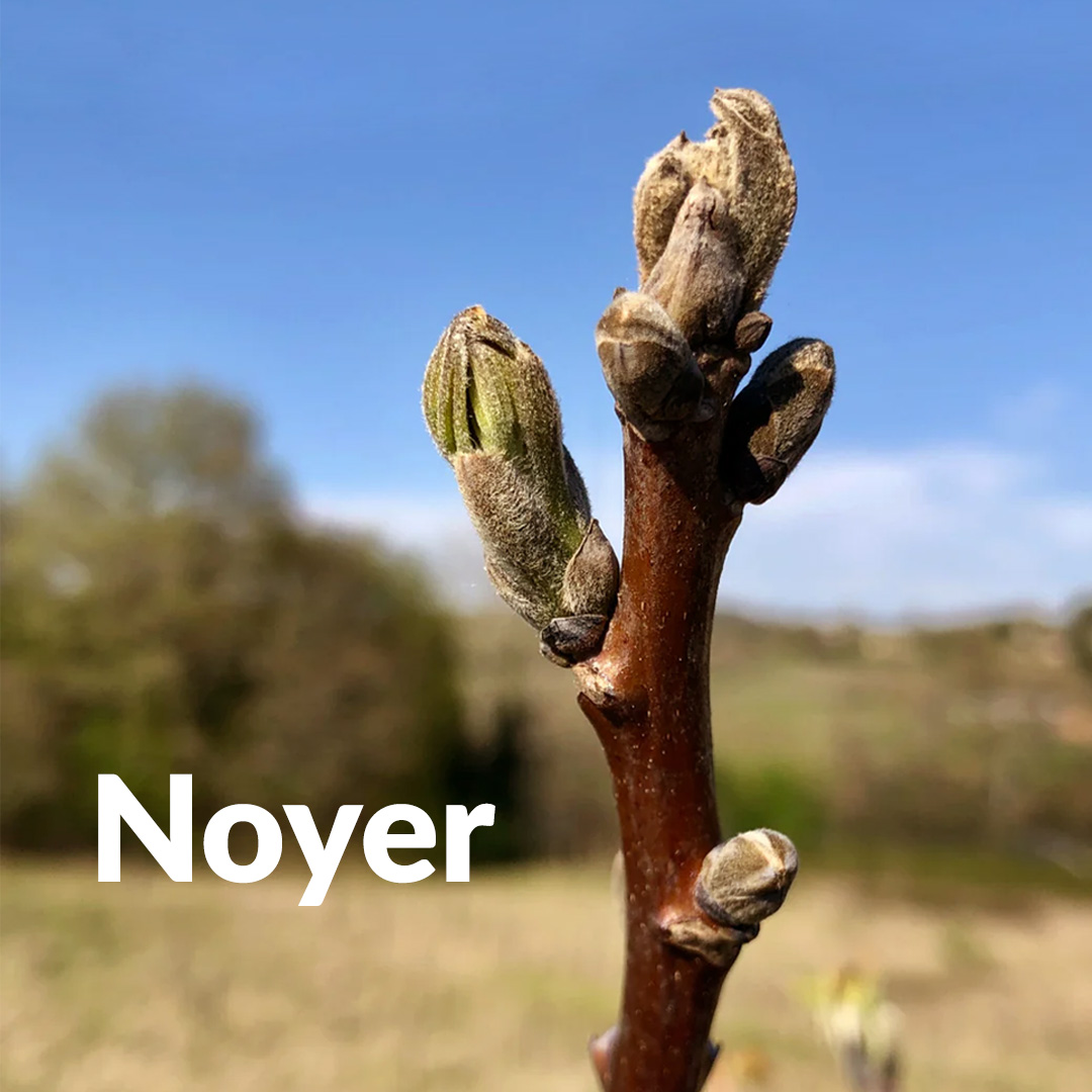 Nuez (brote)