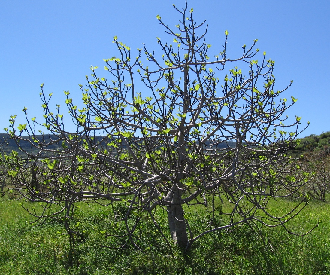 Higuera (brote) — photo 3