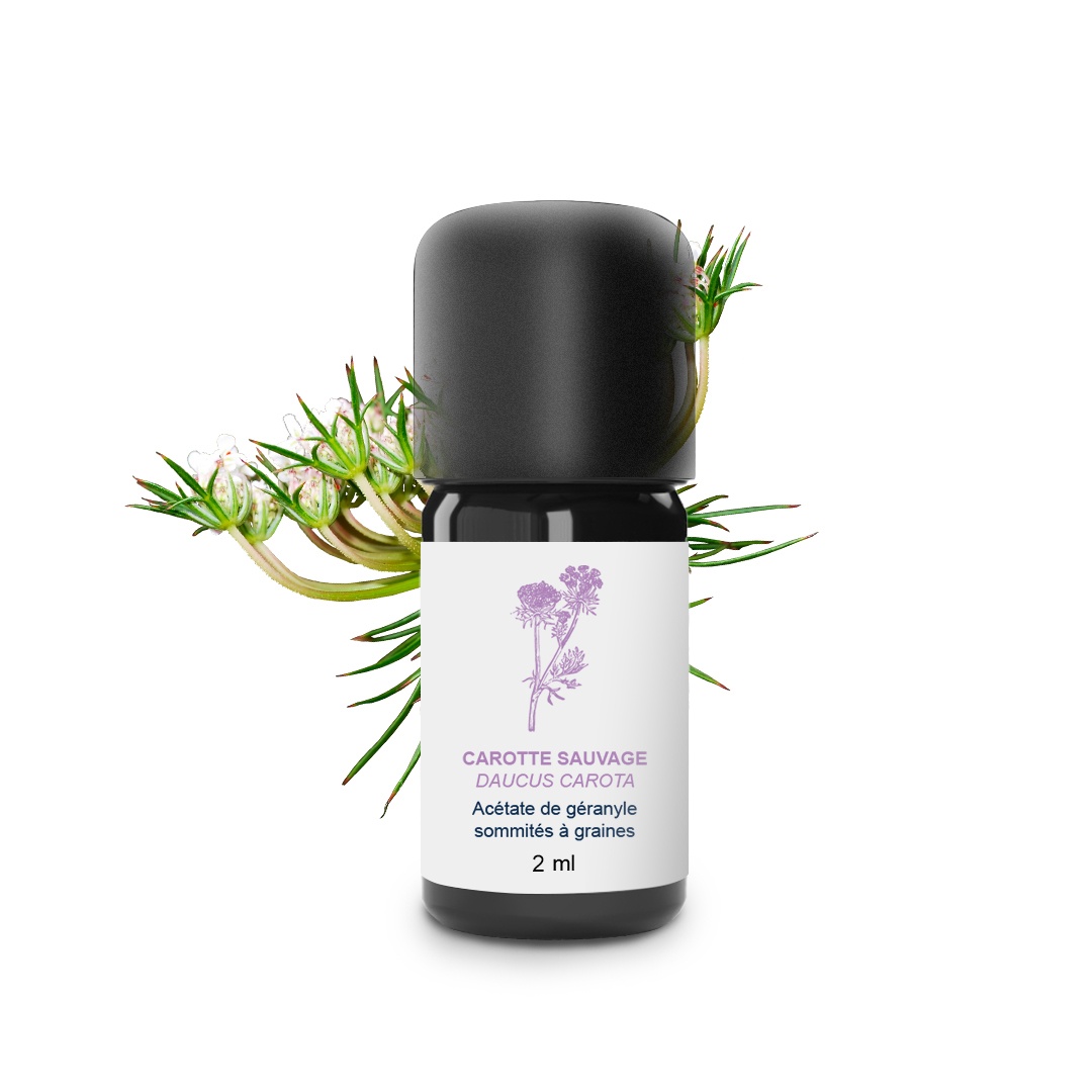 Aceite esencial de zanahoria silvestre 100% ecológico y artesanal