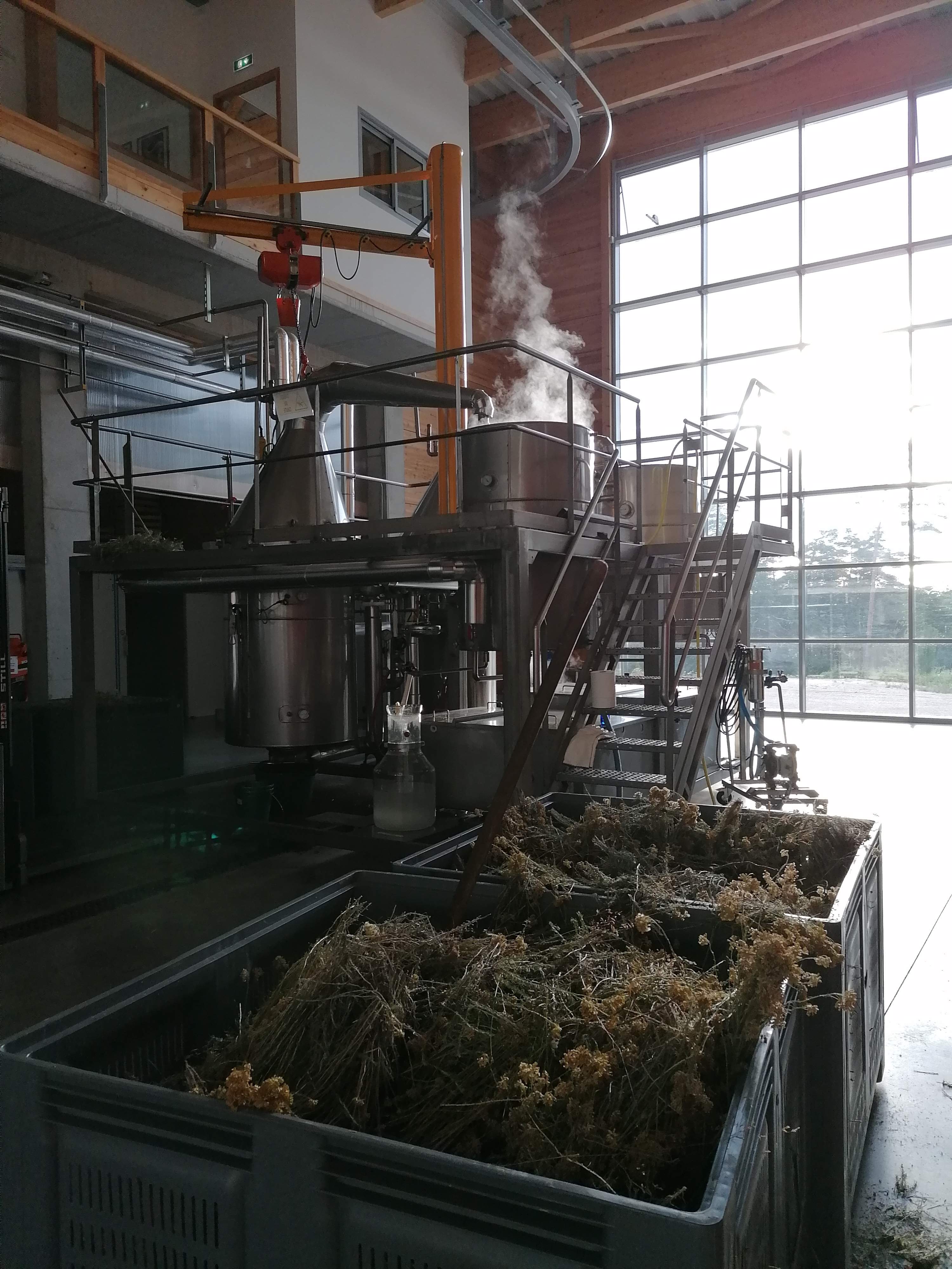 Decouvrez la distillation Aceite esencial de helicriso italiano 100% ecológico y artesanal