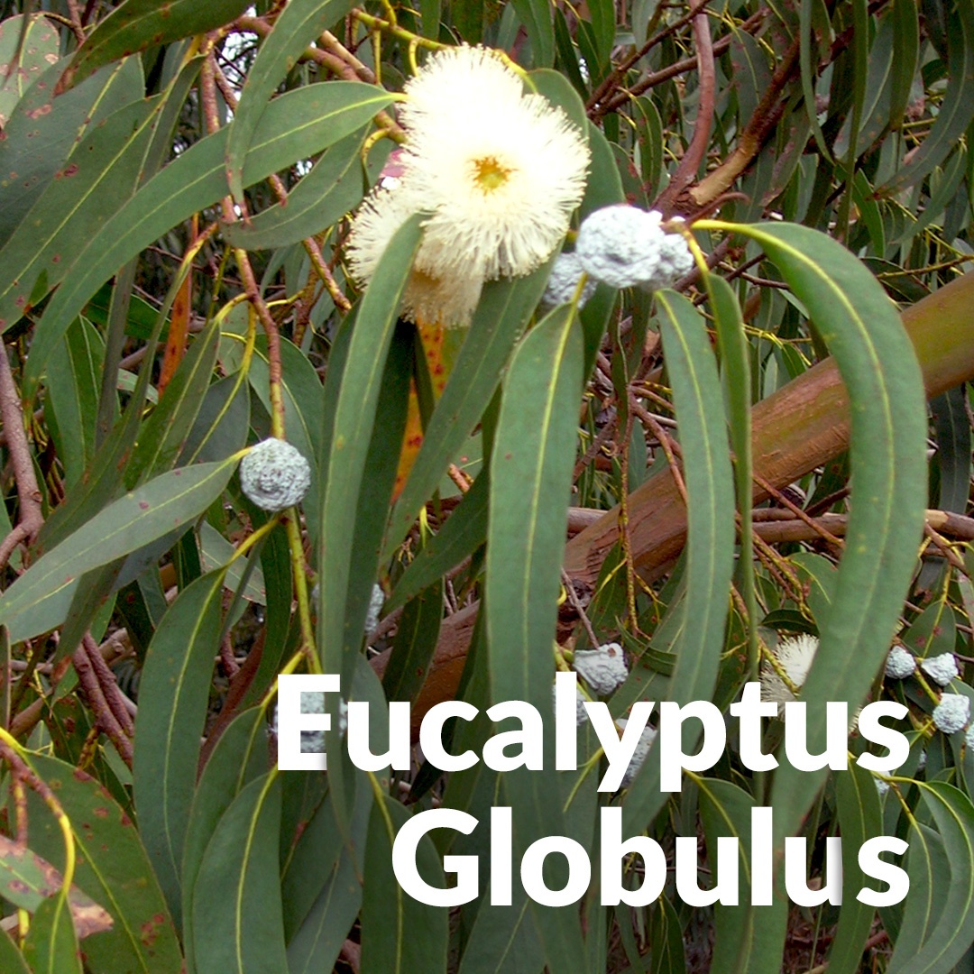 Eucalipto globulus de Andalucía