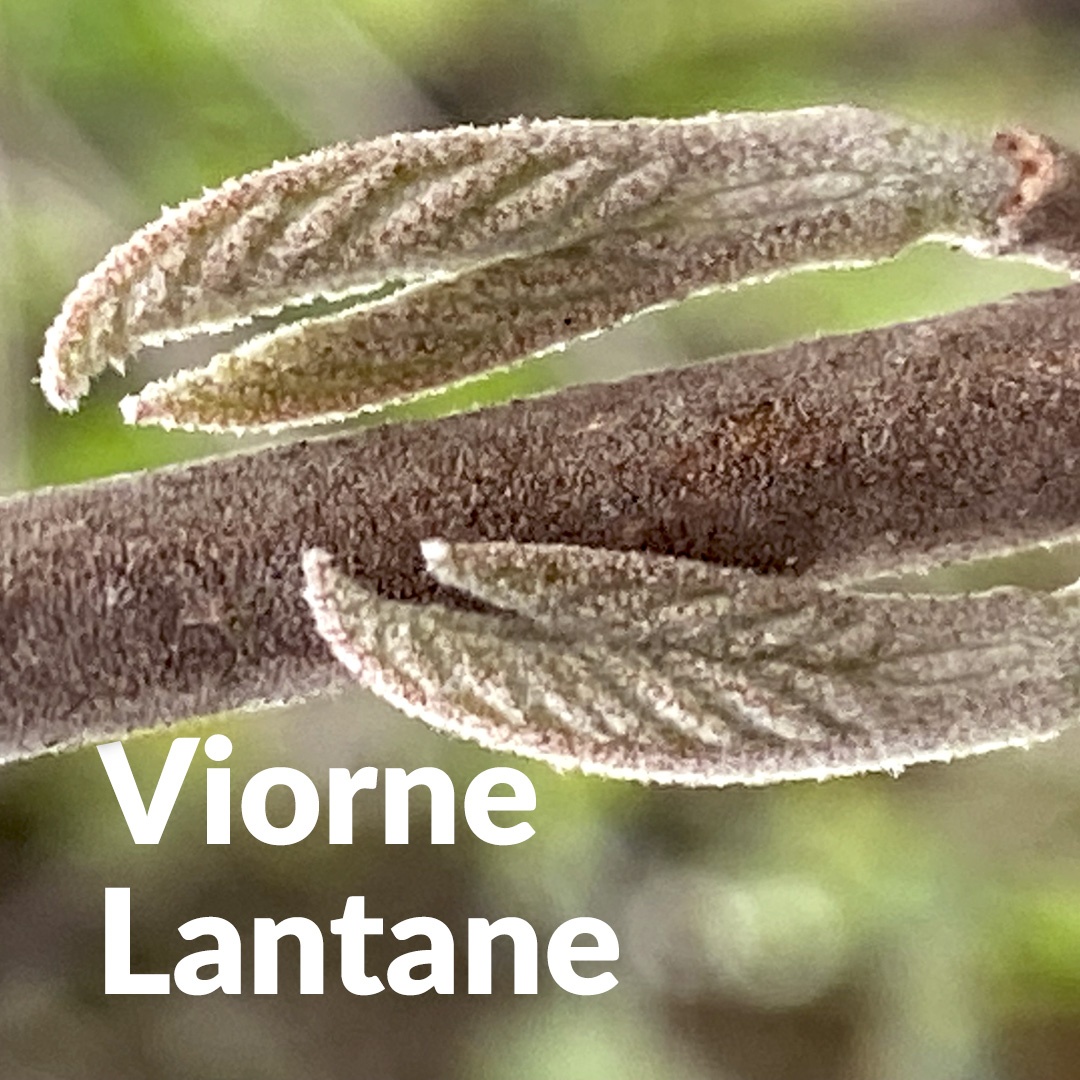 Viorne lantane (yema)