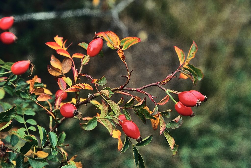 Escaramujo (capullo) — photo 2