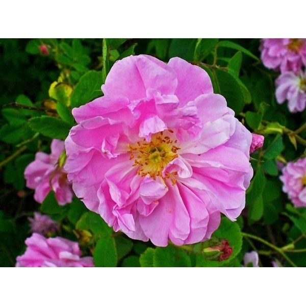 Rosa Damasco — photo 3