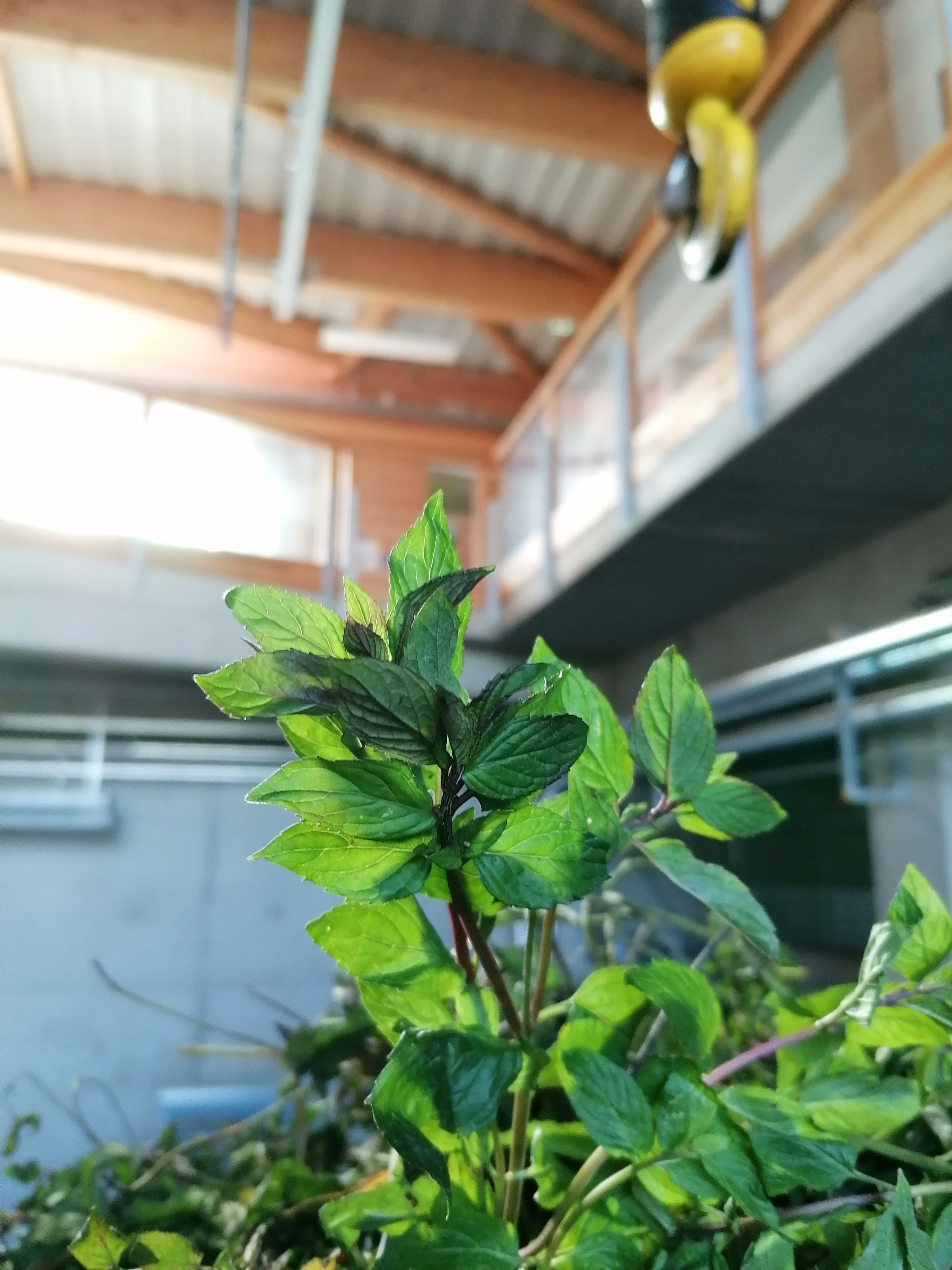 La destilación de Menta