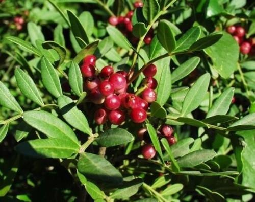 Lentisco de pistacho — photo 3
