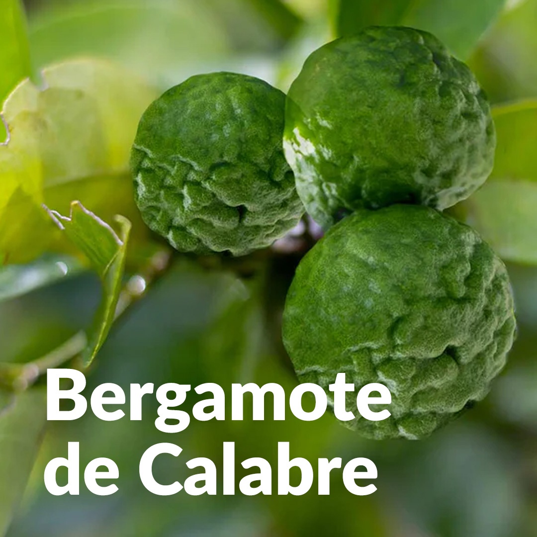 Bergamota de Calabria