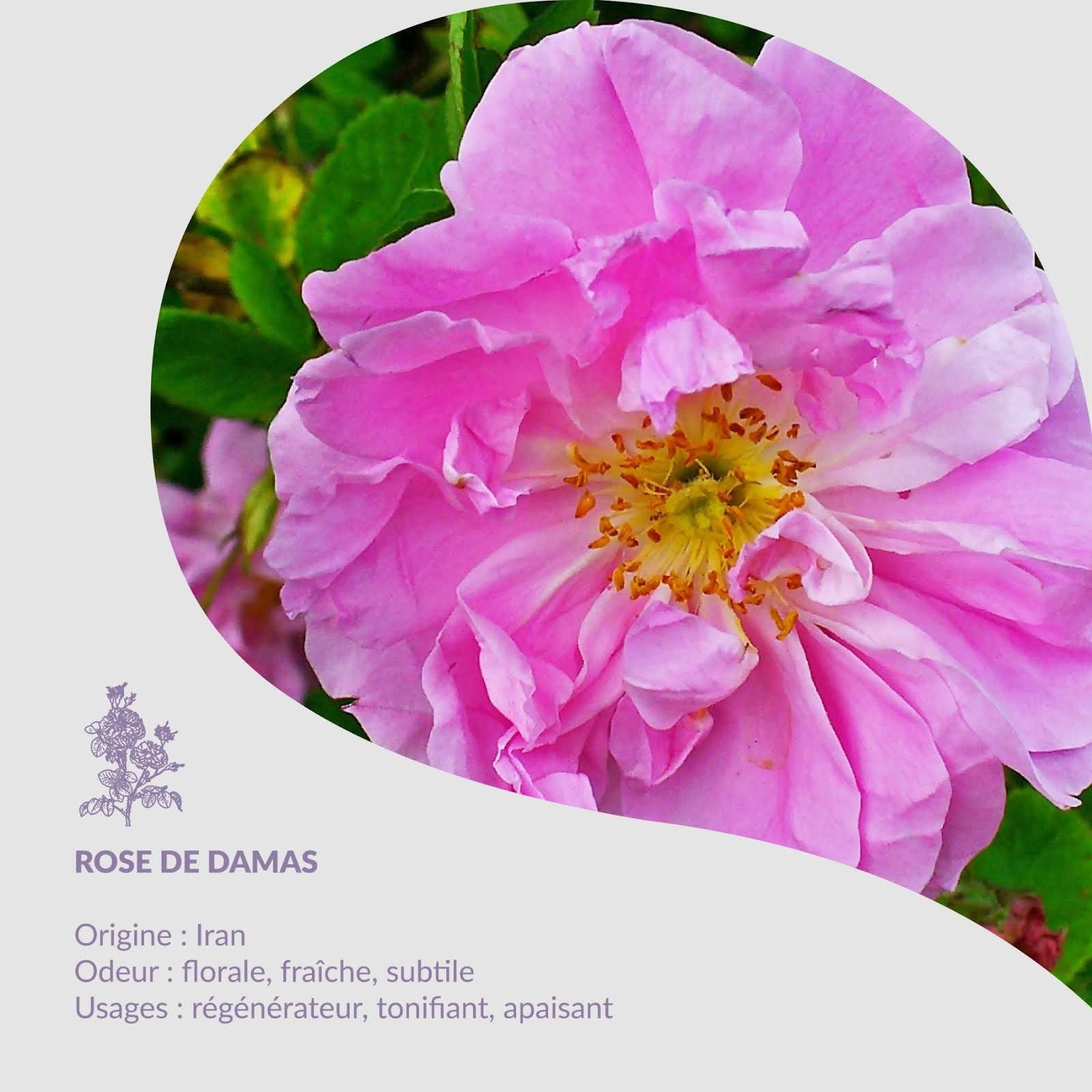 Planta del mes - Rosa