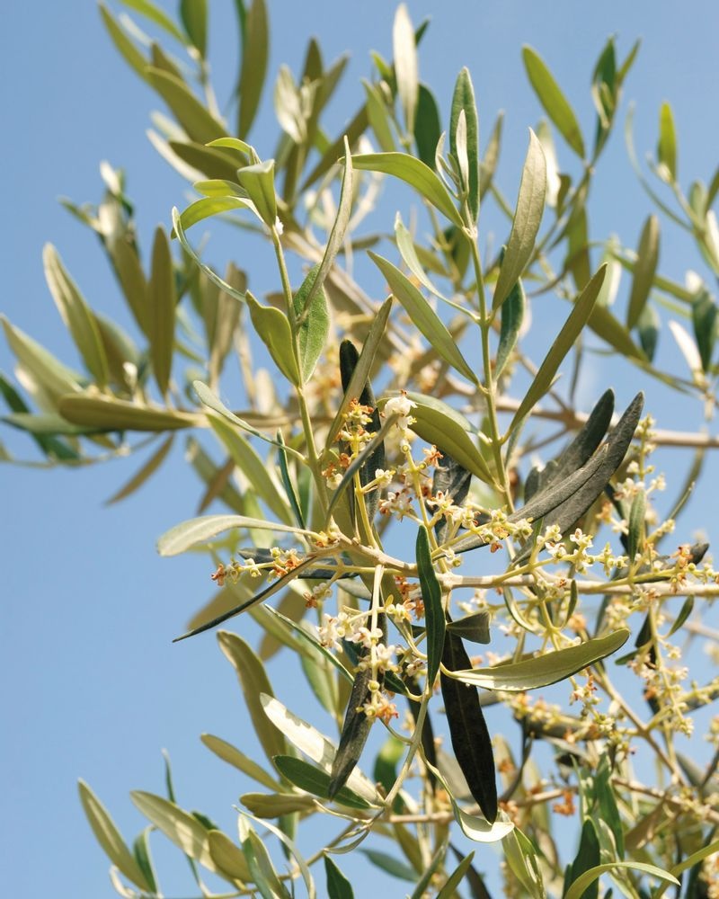 Olivo (brote) — photo 2