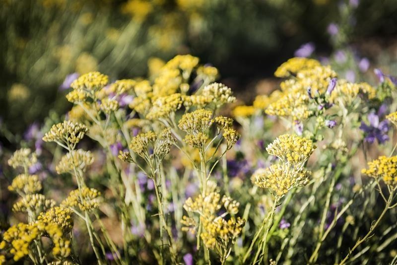 Siempreviva italiana Helichrysum — photo 2