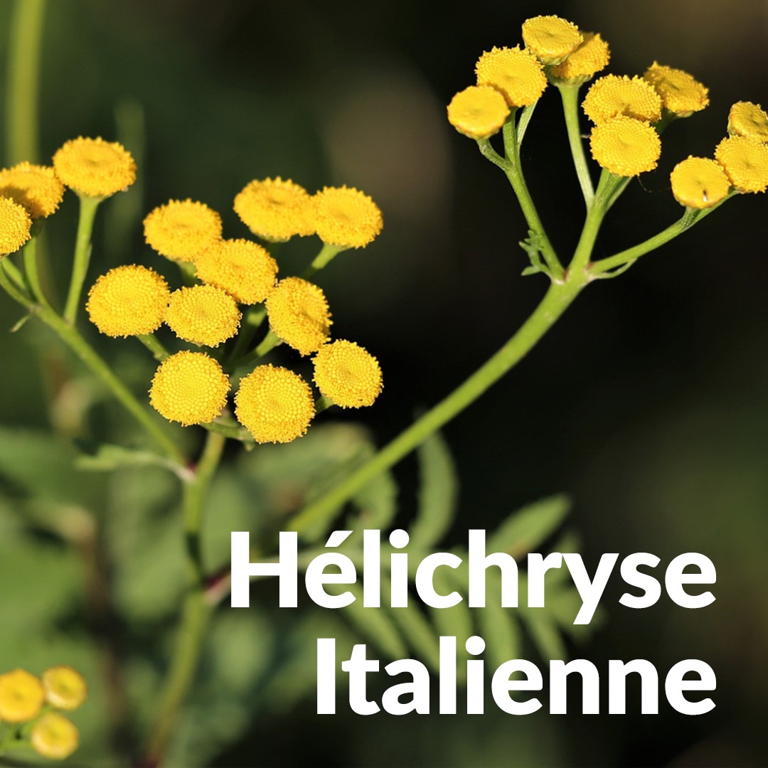 Siempreviva italiana Helichrysum