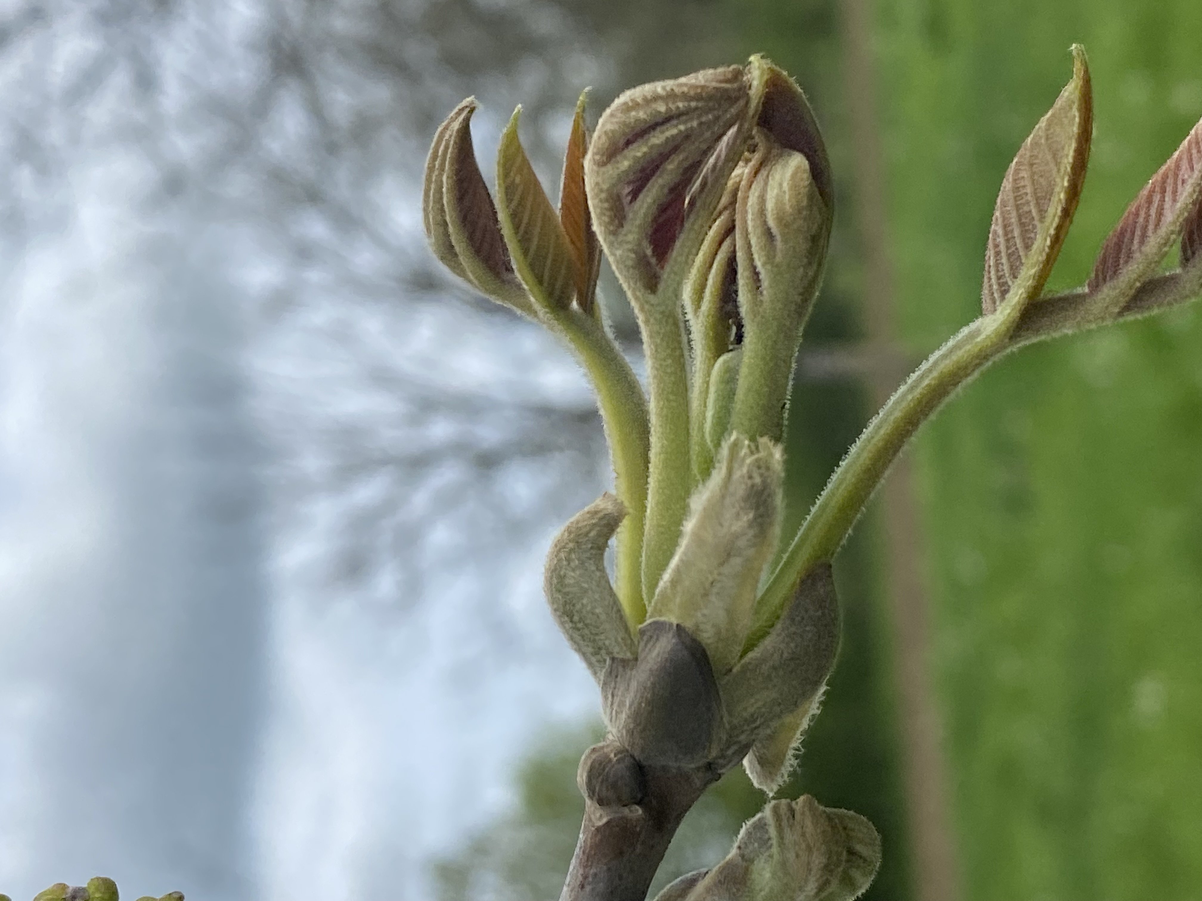 Decouvrez la distillation Macerado de brotes de nuez 100% ecológico y artesanal