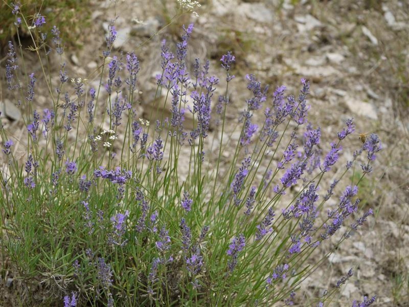 Lavanda fina de altura — photo 2