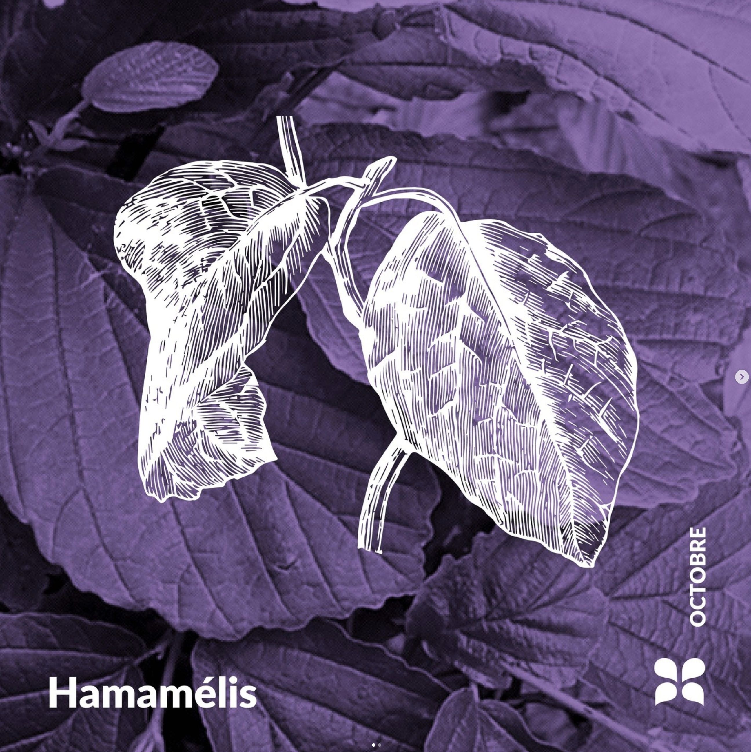 Decouvrez la distillation Hidrolato de Hamamelis 100% orgánico y artesanal