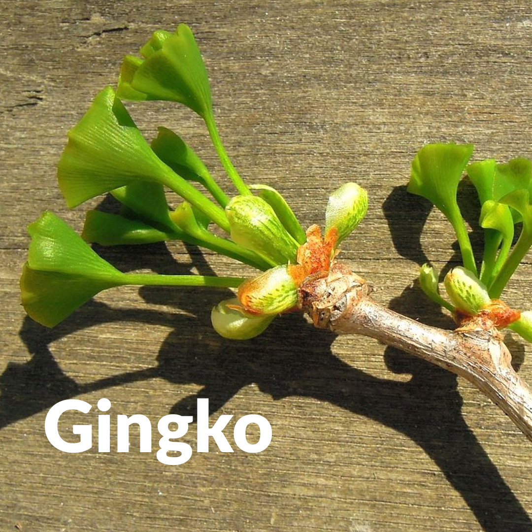 Ginkgo (brote)